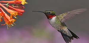 Hummingbird: how counselling helps